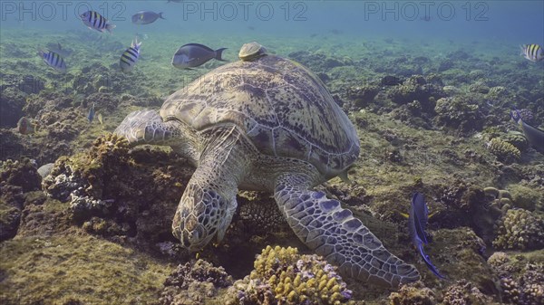 Front side of Great Green Sea Turtle