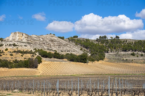 Wine landscape in the Ribera del Duero appellation of origin area in the province of Valladolid in Spain