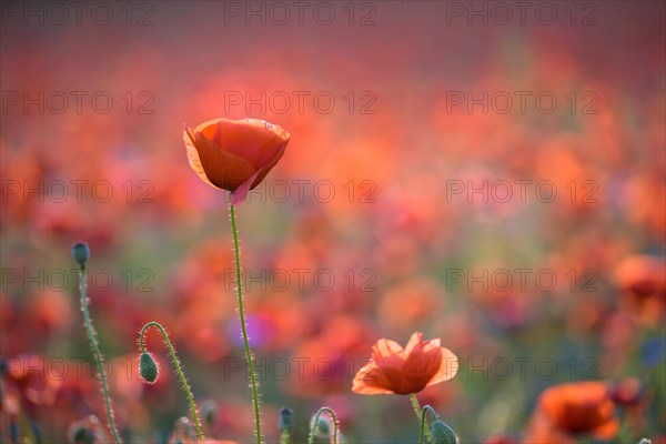 Poppy flowers