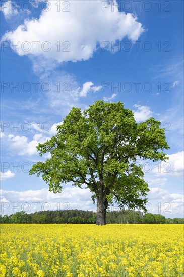 English oak