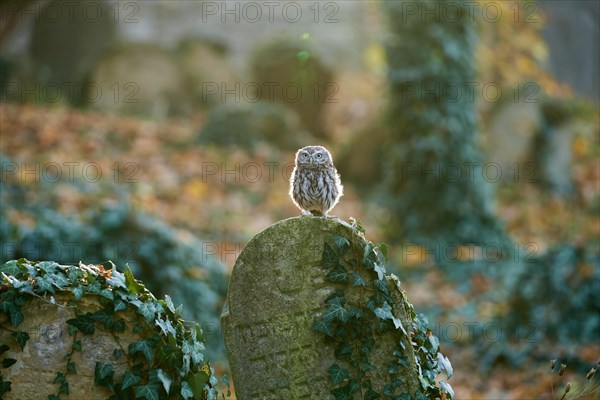 Little Owl