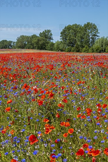 Poppy flowers