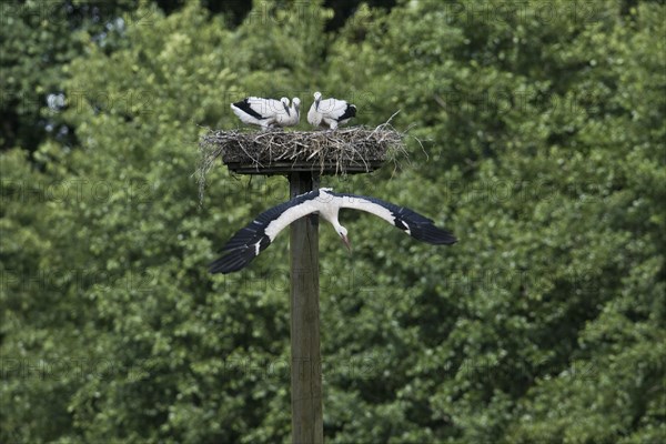 White storks