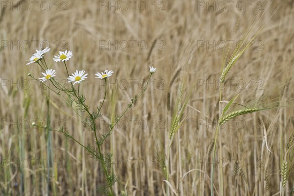 Scentless mayweed