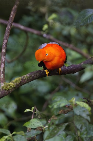 Male Andean cock-of-the-rock