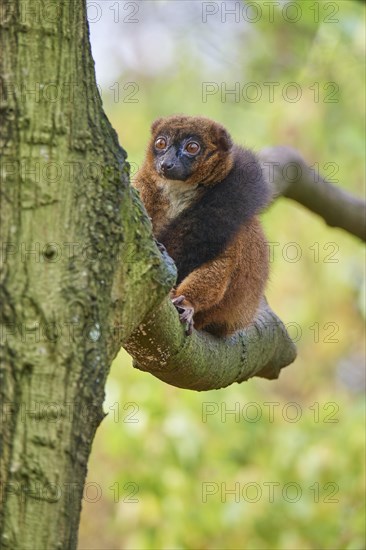 Red-bellied lemur