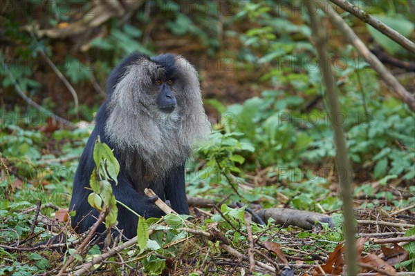 Lion-tailed macaque