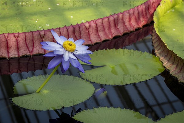 Waterlily in Kew Gardens