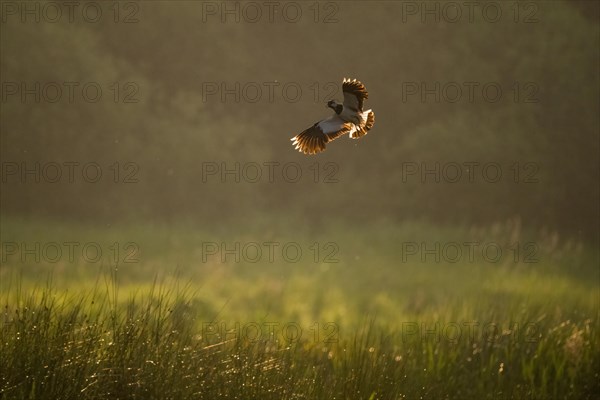 Northern lapwing