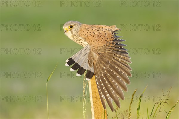 Common kestrel