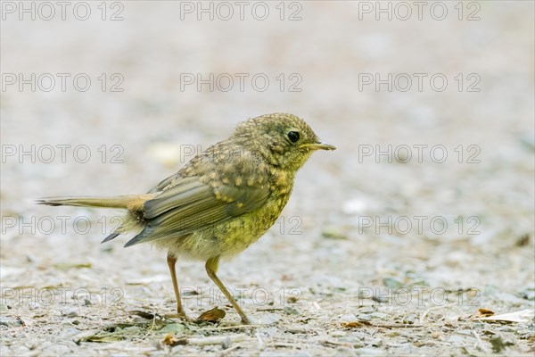 Young european robin