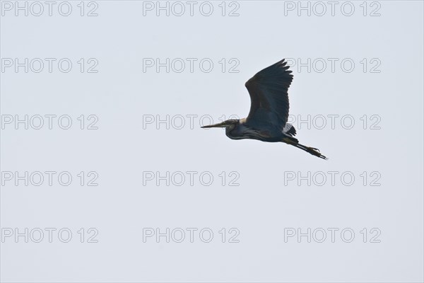 Purple heron