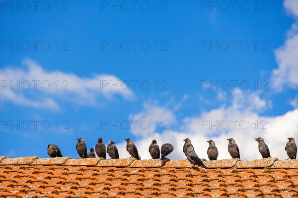 Western jackdaw sitting on a house roof by a blue sky