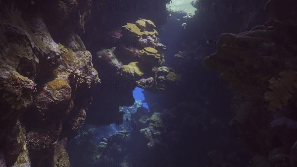 Sunshine penetrate the underwater coral cave and illuminate it. Tropical fish swim inside coral caves in the sunrays penetrating from the surface