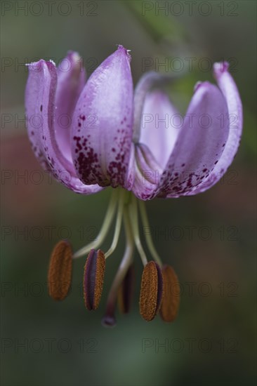 Martagon lily