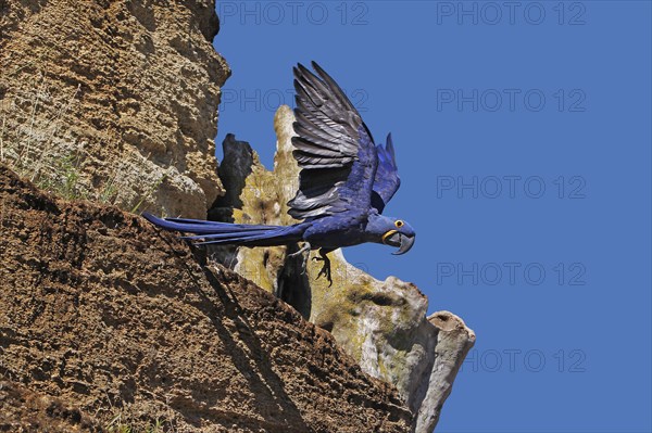 Hyacinth Macaw