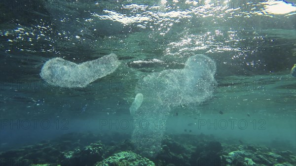 Group of Colonial Pyrosoma Tunicates floats under surface on water over coral reef in sunrays