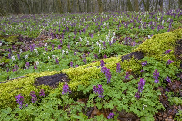 Hollow larkspur