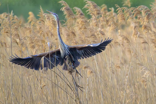 Purple heron