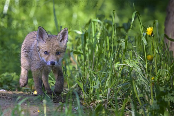 Young fox