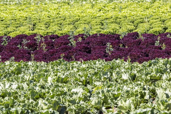 Dryness in the fields is causing problems for farmers and vegetable growers. Vegetable cultivation on the Filder near Filderstadt. Lettuce plants of different varieties