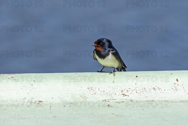 Barn swallow