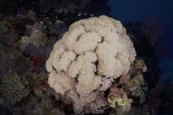 Bubble Coral