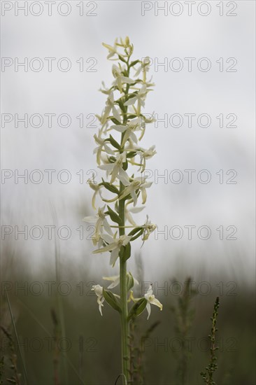 Lesser butterfly-orchid