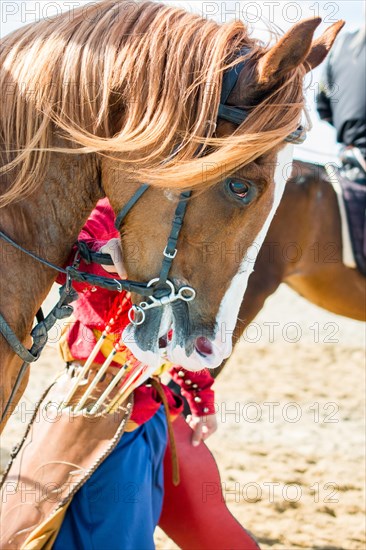 Head of a horse outdoors with partial harness in view