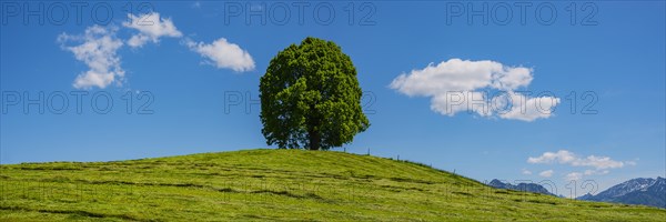 Peace lime tree