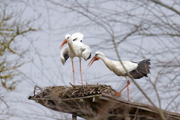 White stork