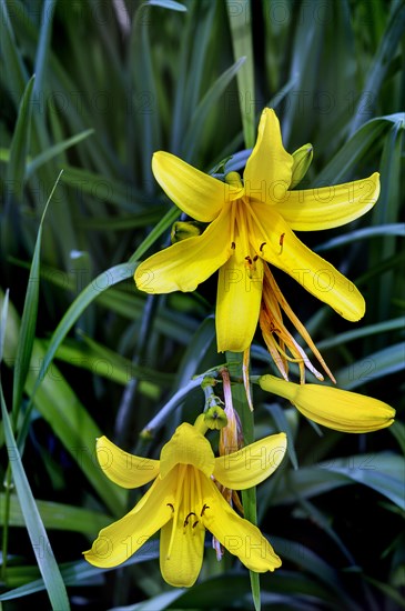 Yellow daylily