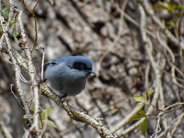 Male masked gnatcatcher