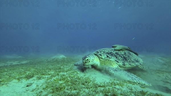 Green Sea Turtle