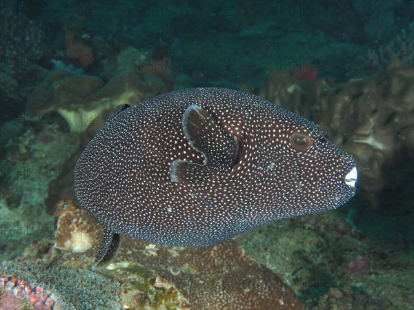 Guineafowl puffer