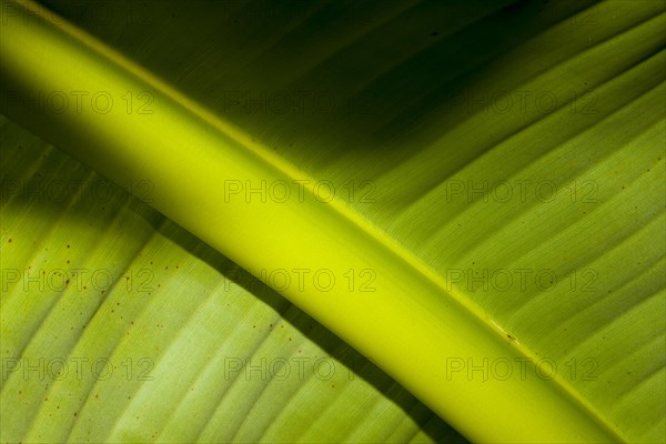 Green Banana Leaf