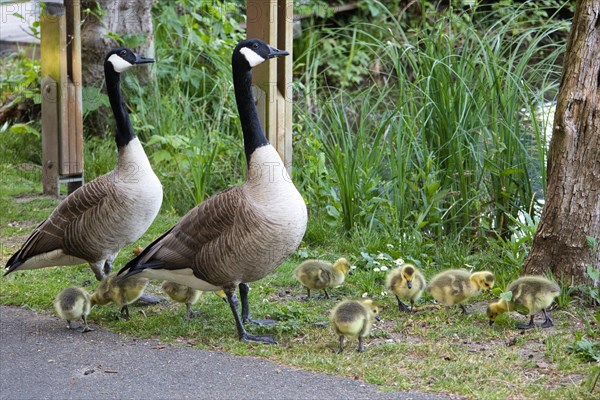 Canada geese