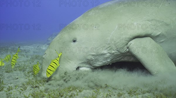 Close up of Sea Cow