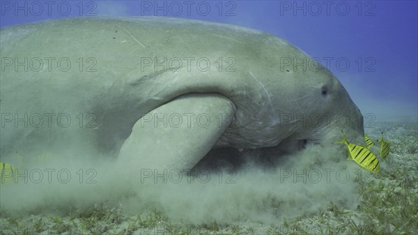 Sea Cow