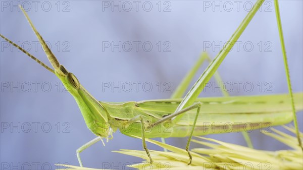 Close-up of an active Giant green slant-face grasshopper Acrida on spikelet on grass and blue sky background