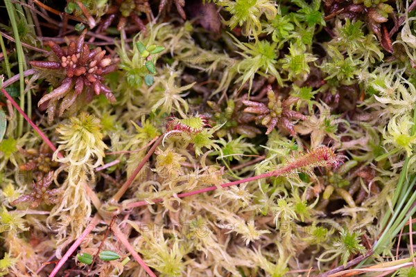 English sundew