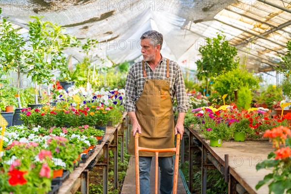 Elderly gardener working in a nursery inside the flower greenhouse smiling with a wheelbarrow