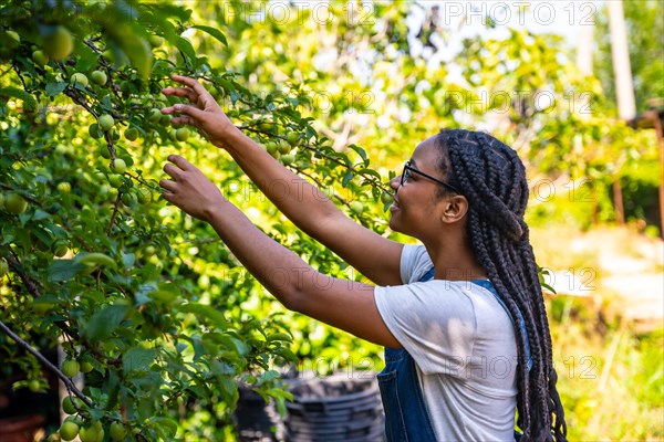 Flower greenhouse nursery gardener working