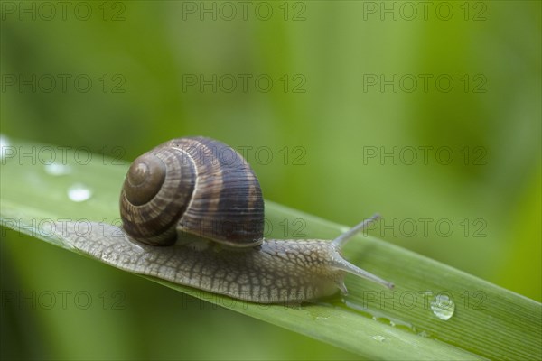 Roman snail