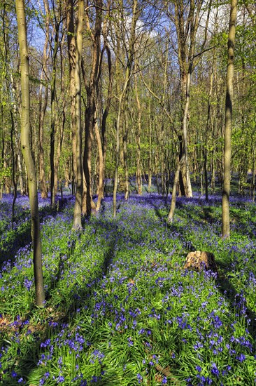 Common bluebell