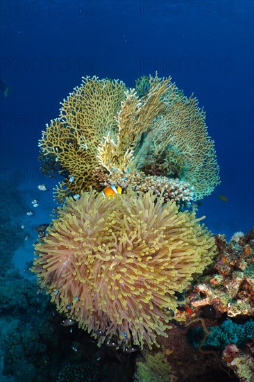 Magnificent sea anemone