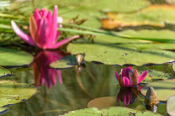 Pink water lily star flower in an artificial pond. Jardin des deux rives