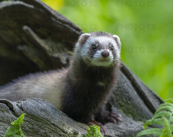 European polecat