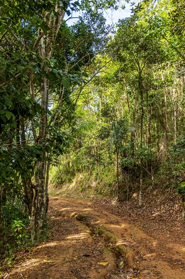 Dirt road full of rocks and holes passing through the forest in the countryside of Bahia state