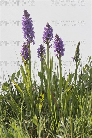 Southern marsh orchid